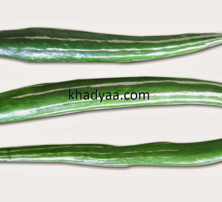 Vegetable_Snake-gourd copy