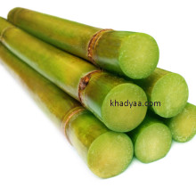 Fresh sugarcane
